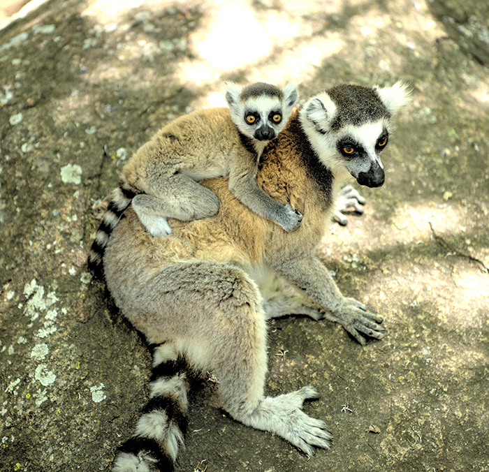 Ring Tail carrying baby